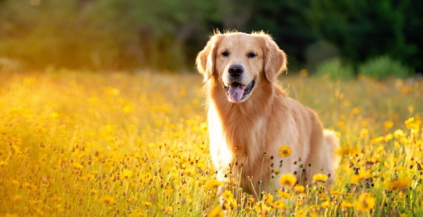 About The Breed: Golden Retriever | Highland Canine Training