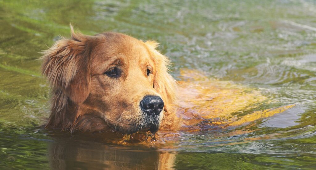 wet golden retriever in lake