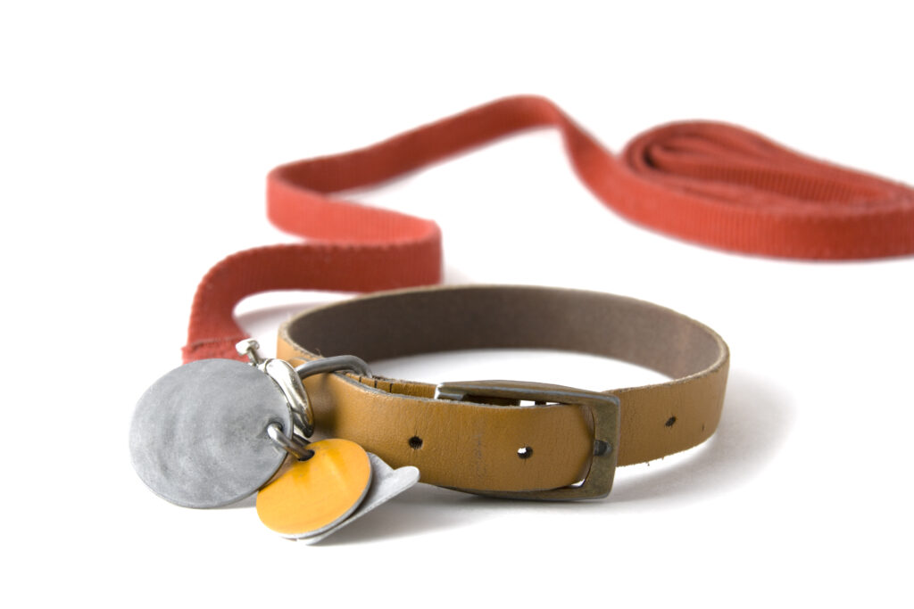 dog collar with tags