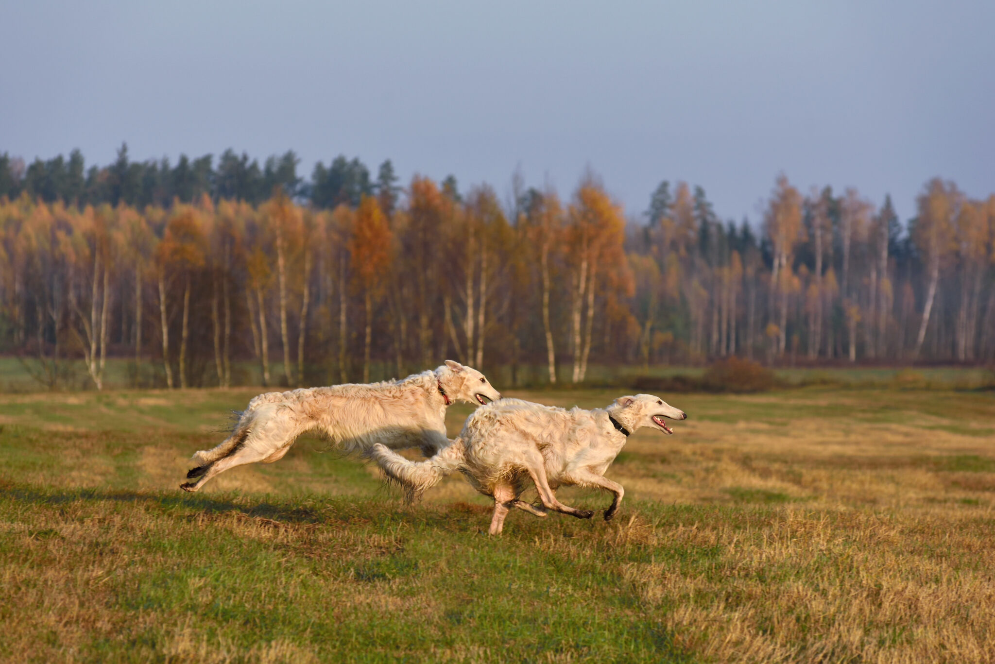 15 Of The Fastest Dog Breeds In The World