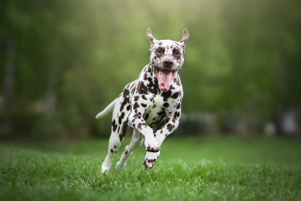dalmatian dog running
