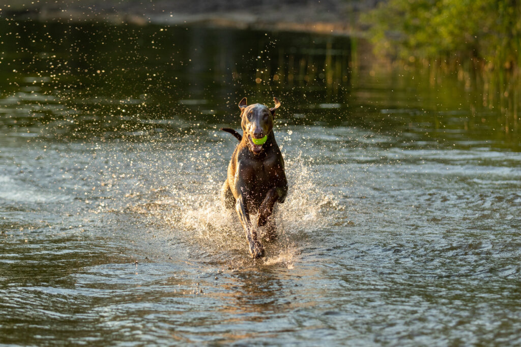 doberman running through water
