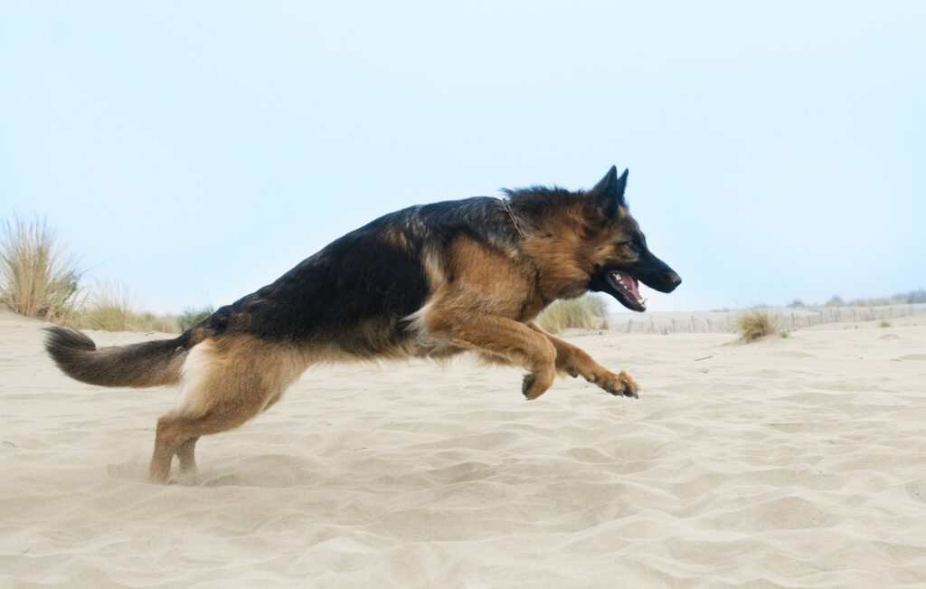 german shepherd running on the beach
