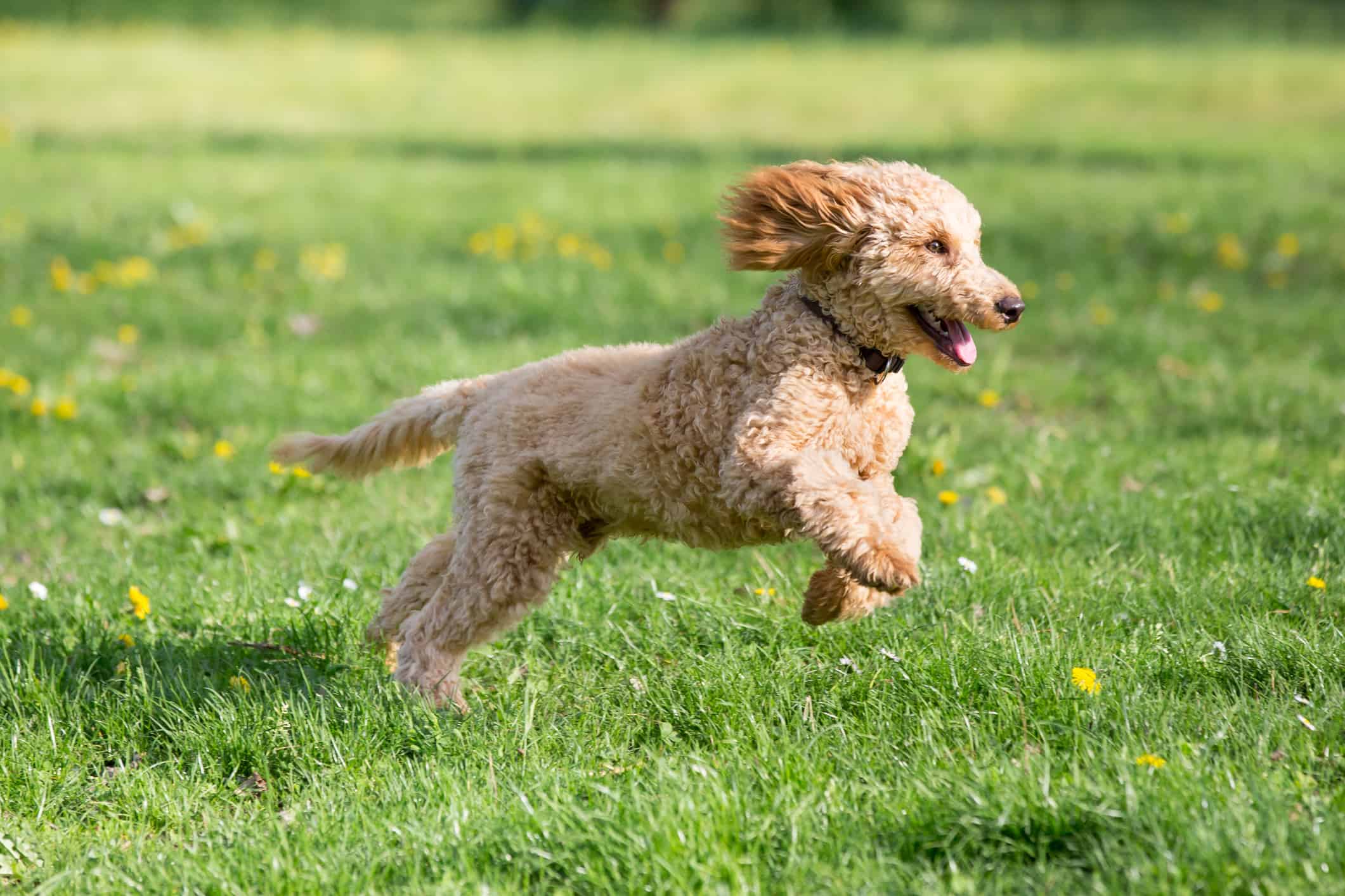 Can Poodles Run Fast? Discover Their Surprising Speed!