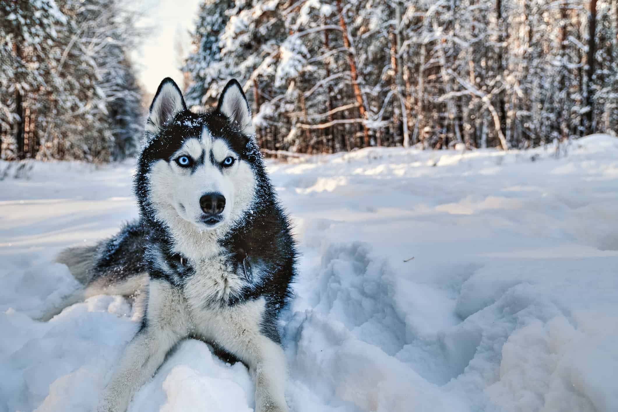 siberian husky in the snow