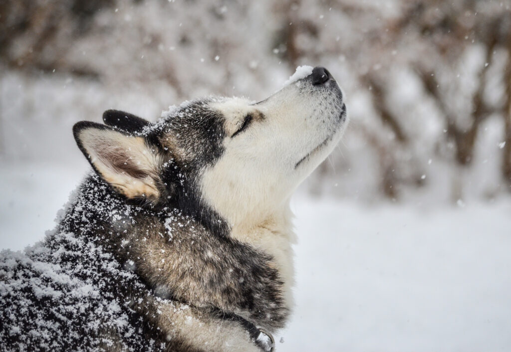 siberian husky with eyes closed in the snow