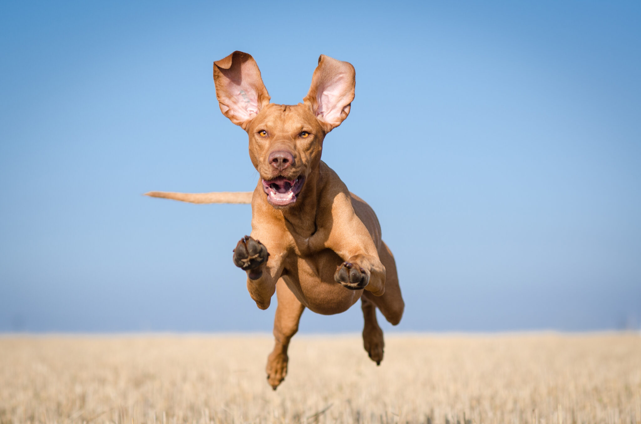 15 Of The Fastest Dog Breeds In The World Highland Canine