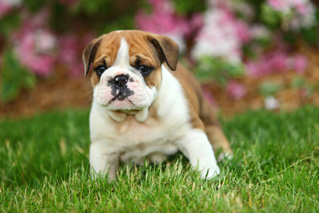 bulldog puppy sitting in grass