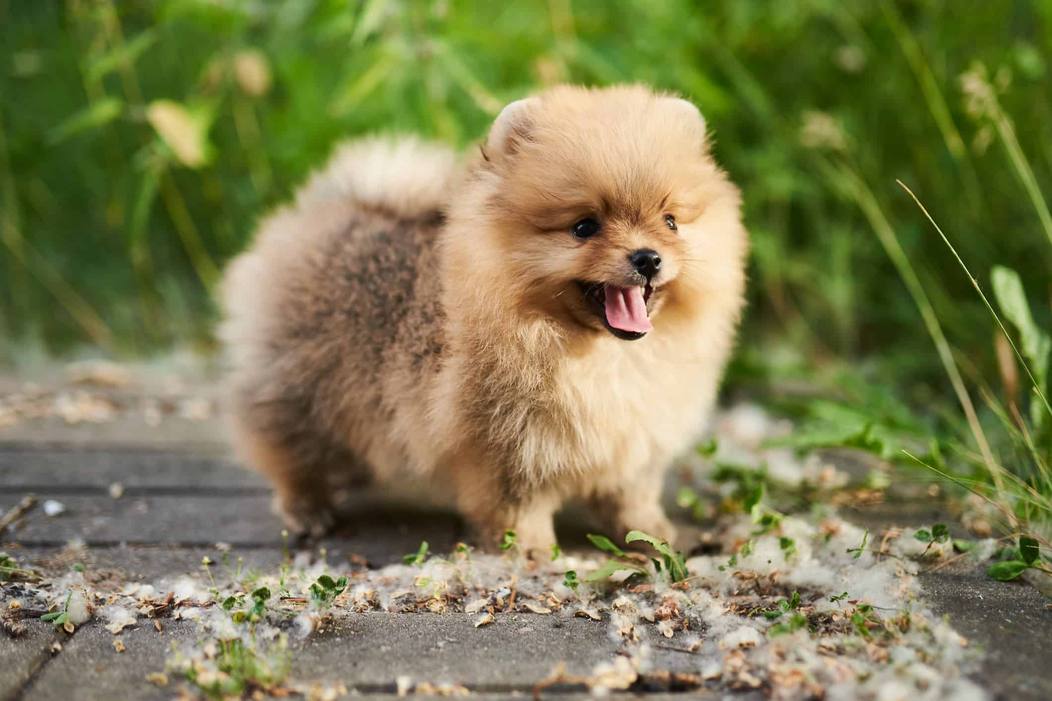 About The Breed: Pomeranian | Highland Canine Training