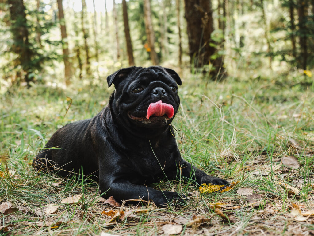 black pug in forest laying down