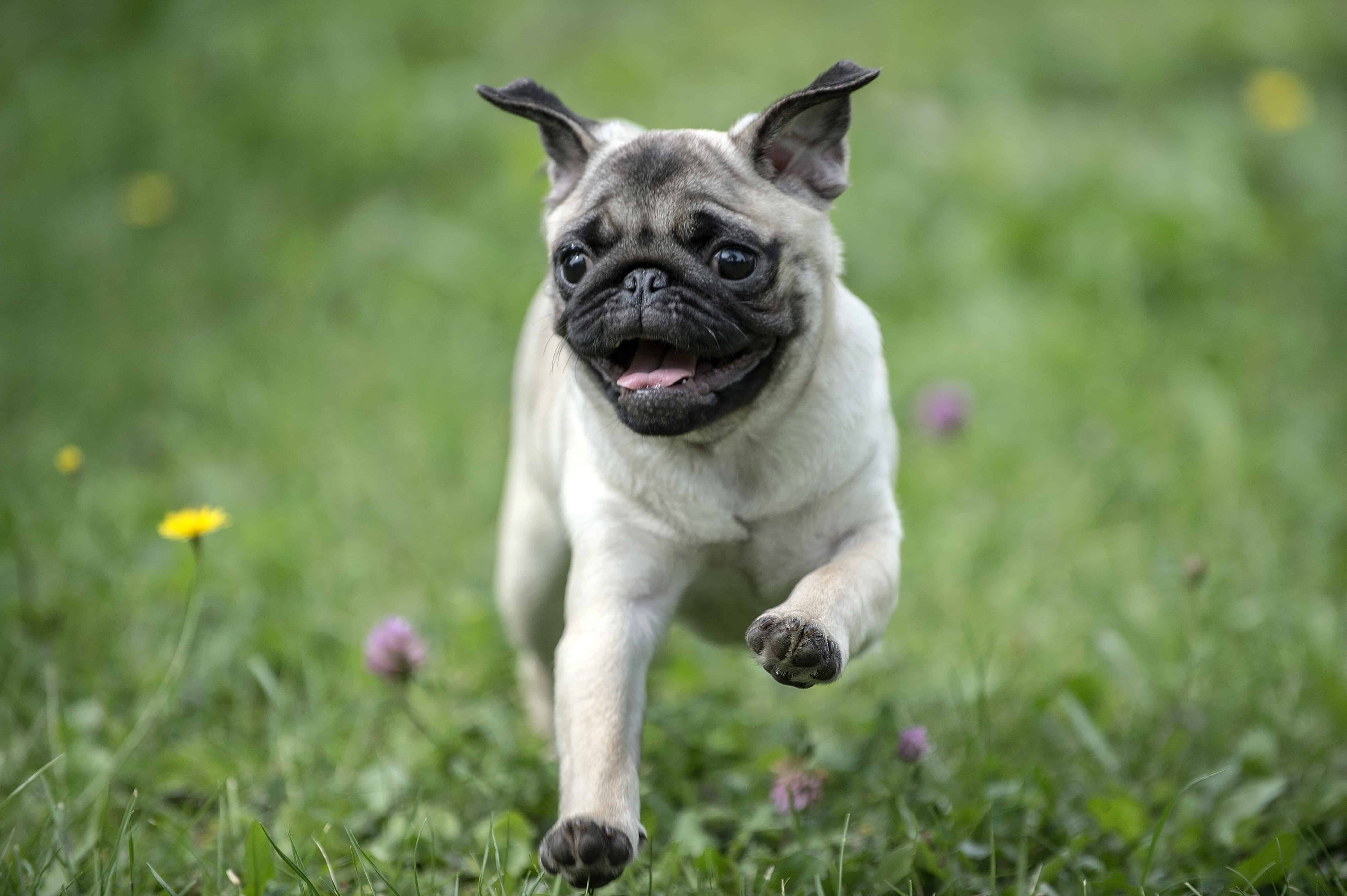 pug running in the grass