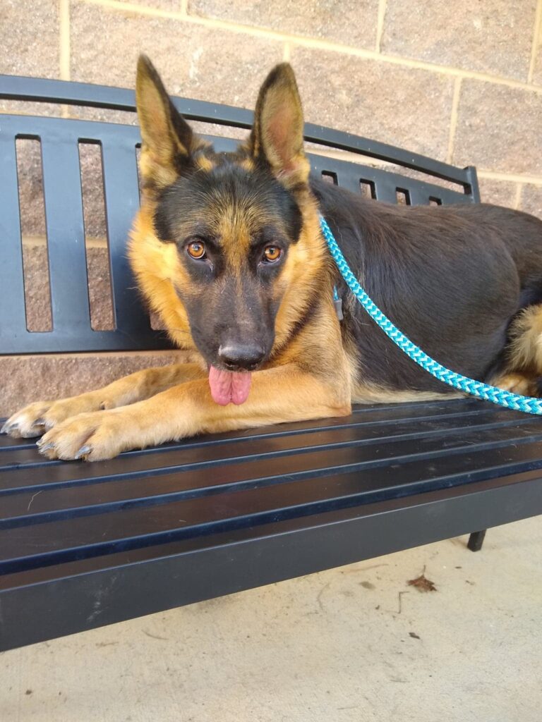 jaeger rescue dog on bench