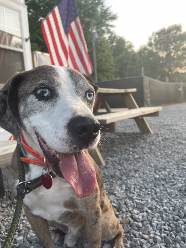 starky rescue dog catahoula in front of american flag