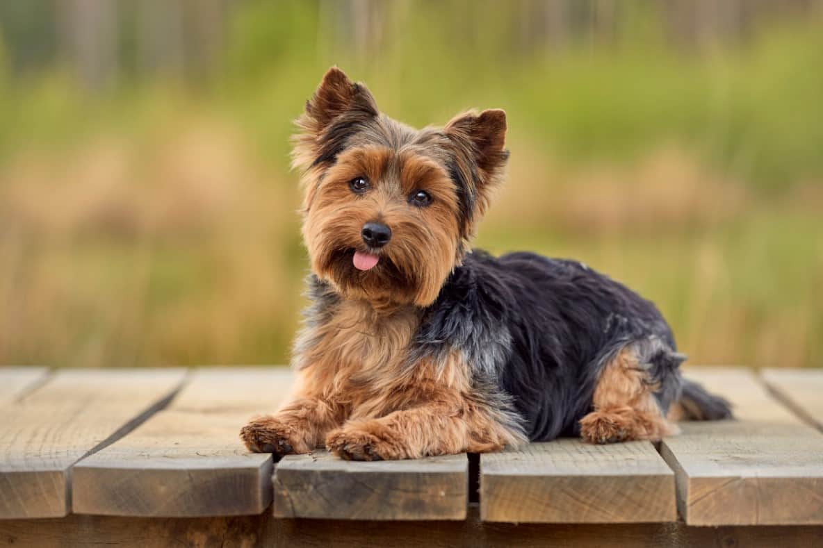 is yorkie a good dog?