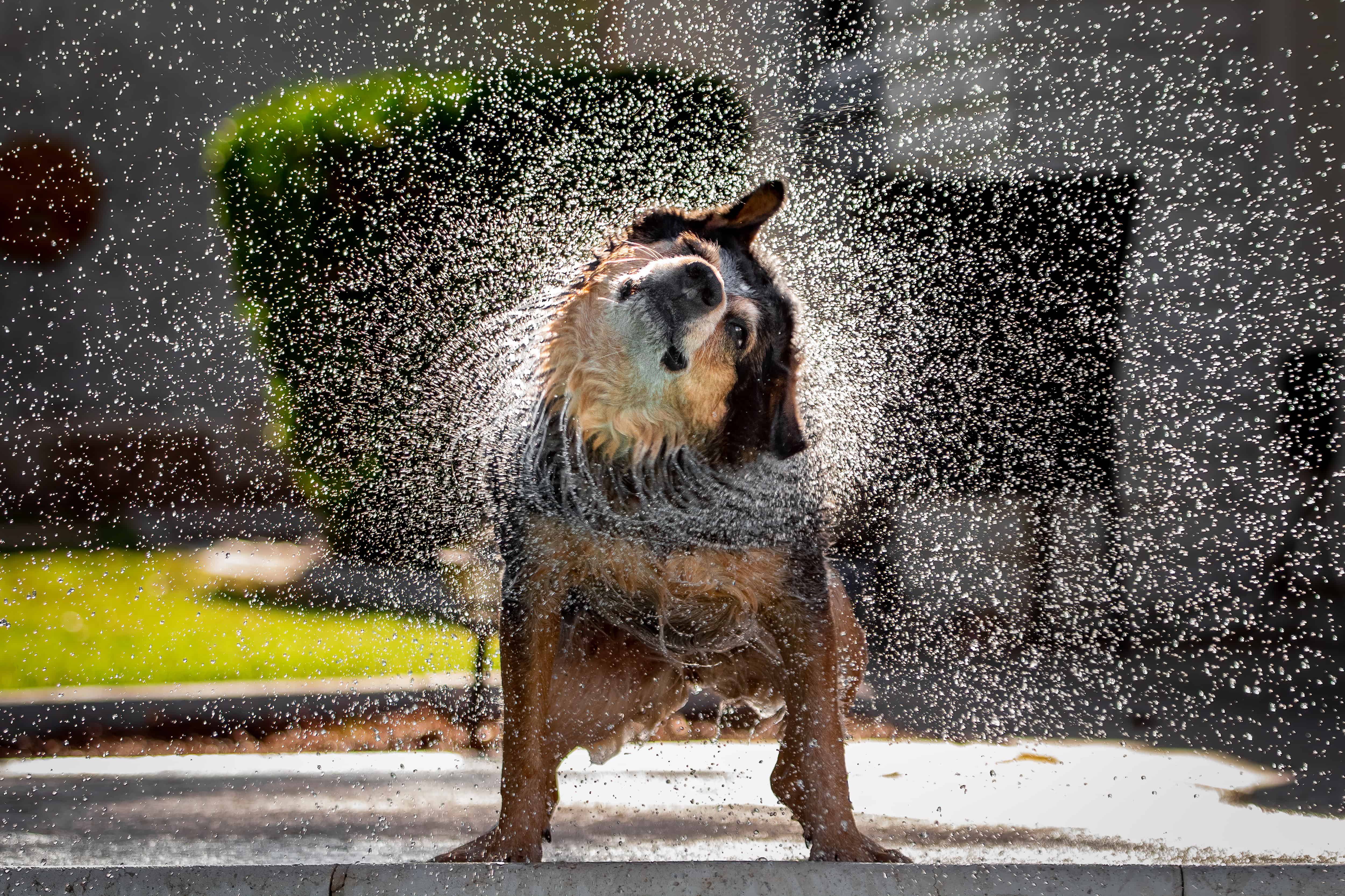 dog shaking water off their coat