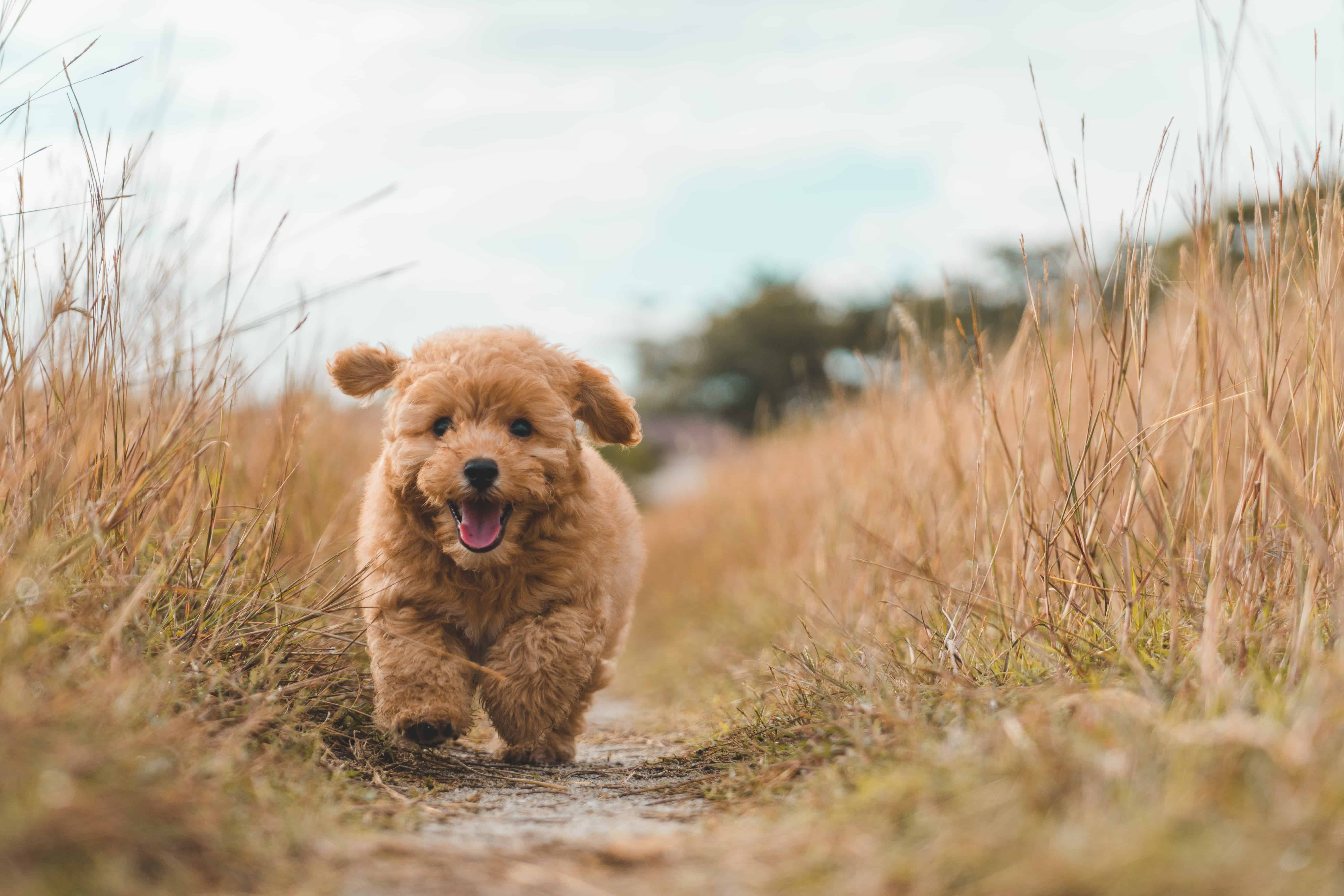 Brown poodle puppy playing on the field.