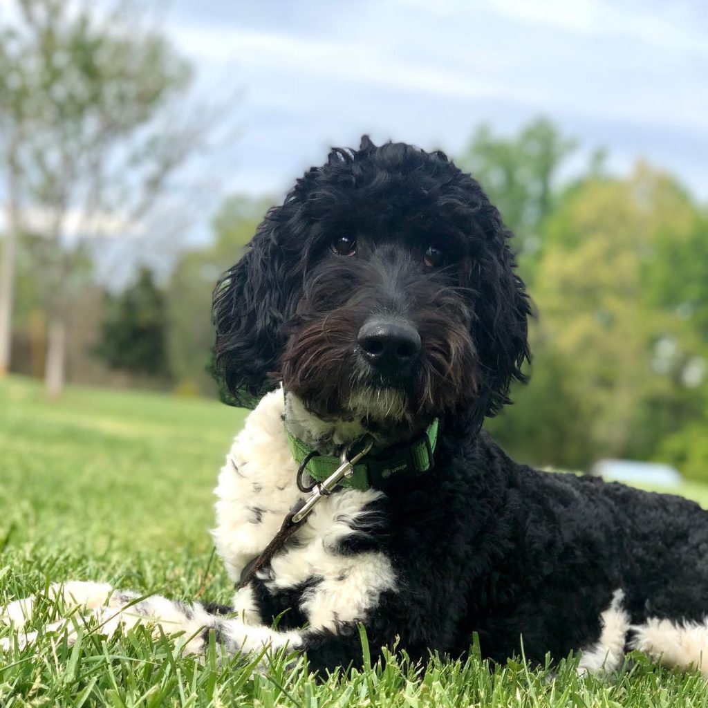 doodle staring in the grass