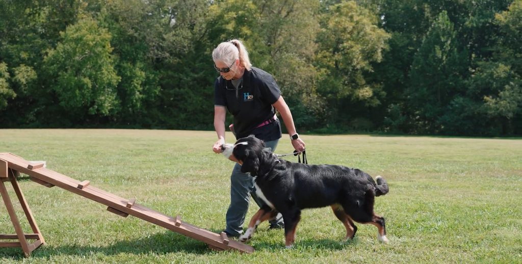 kim cain working with dog on agility equipment