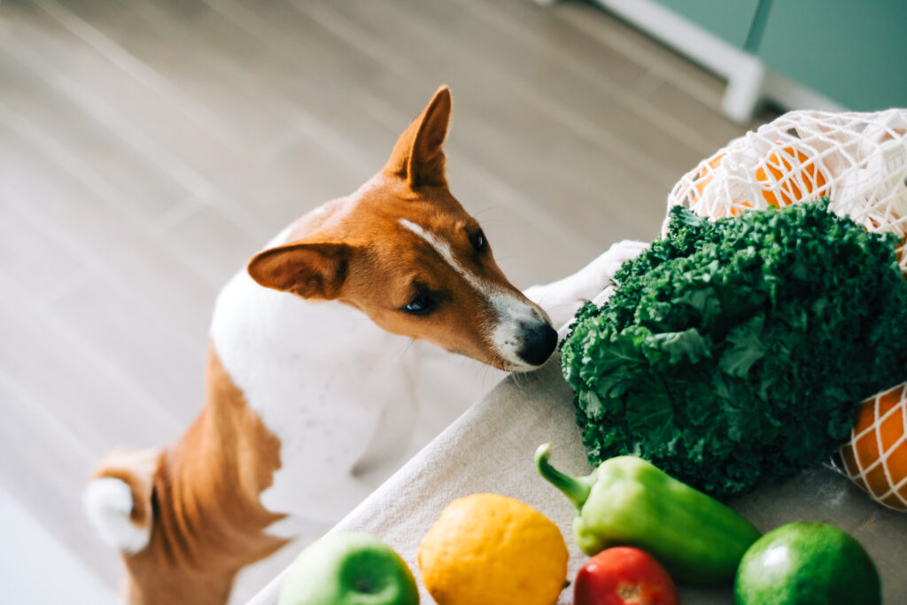 basenji trying to get vegetables in kitchen