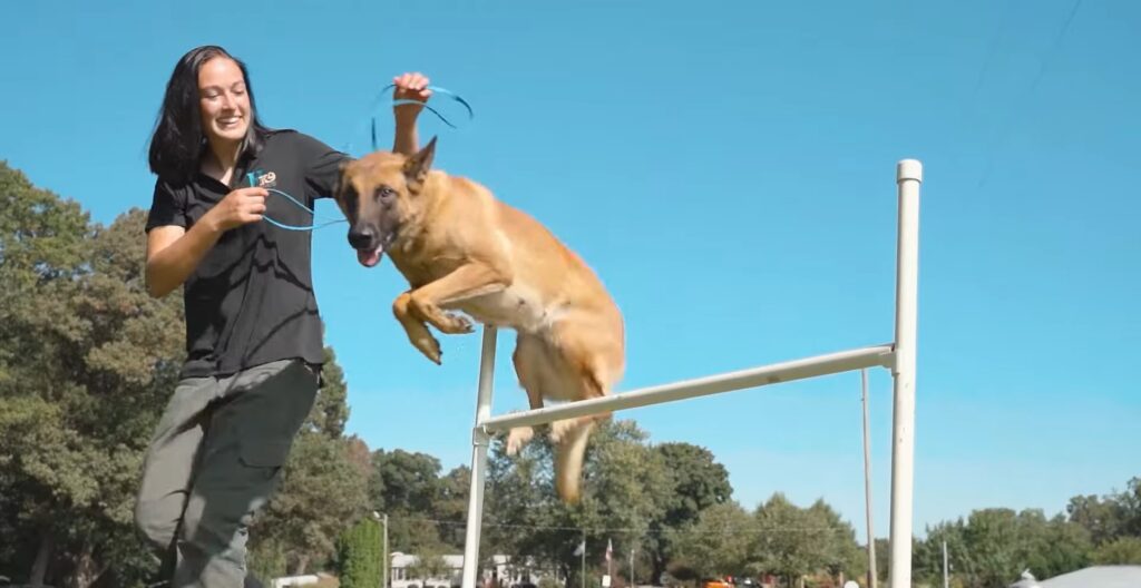 dana parris and dog doing agility jumps