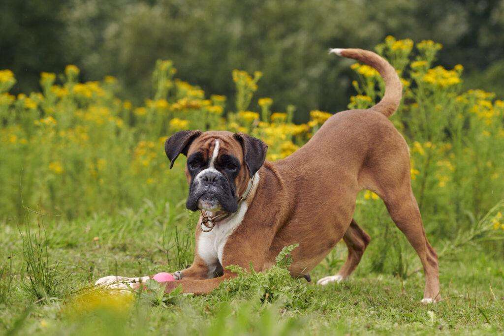 boxer dog crouching in the grass