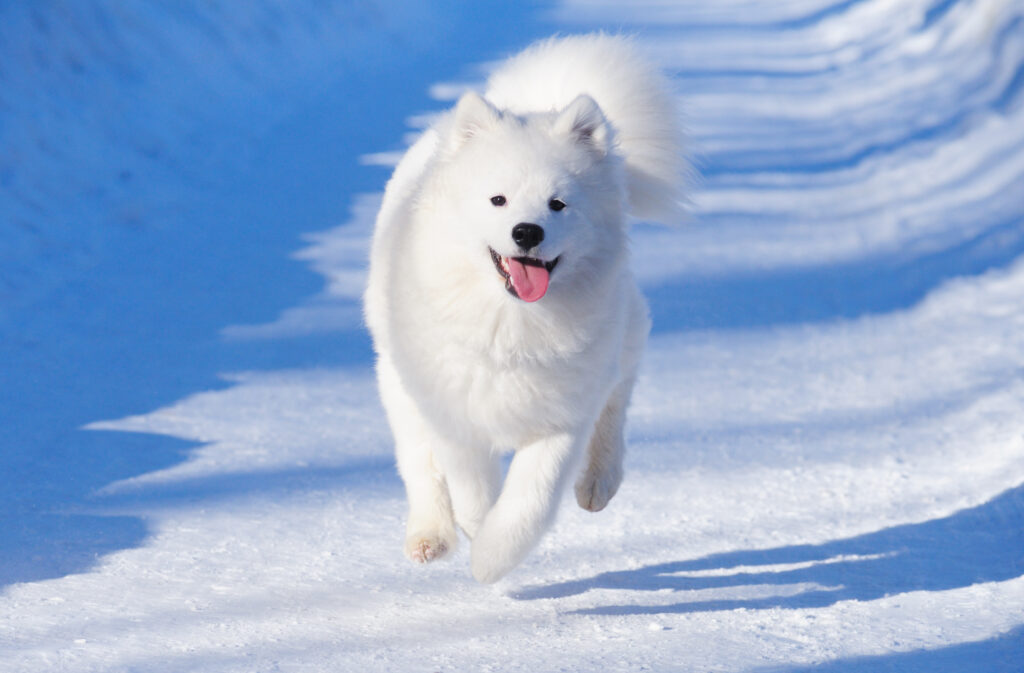 samoyed running in the snow