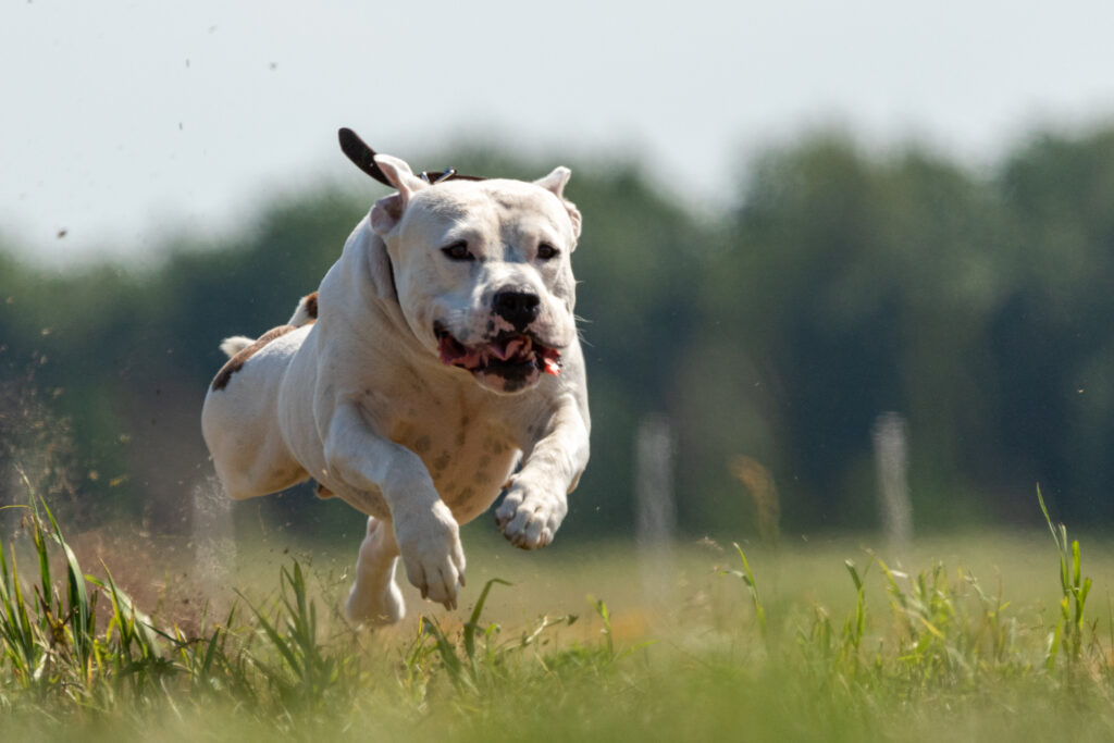 staffordshire bull terrier running in the grass
