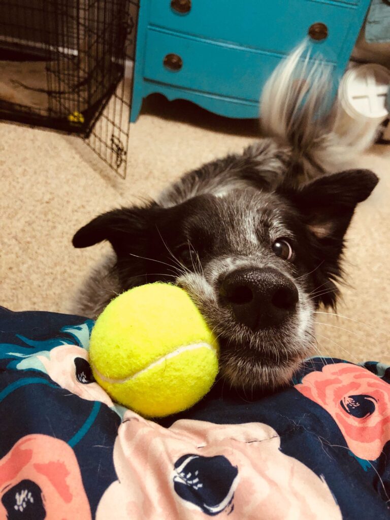 kody with nose on tennis ball