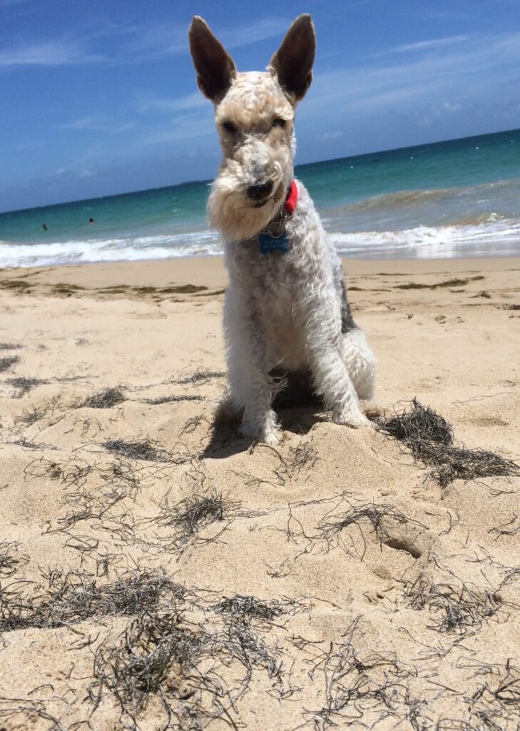marcela wire fox terrier at the beach