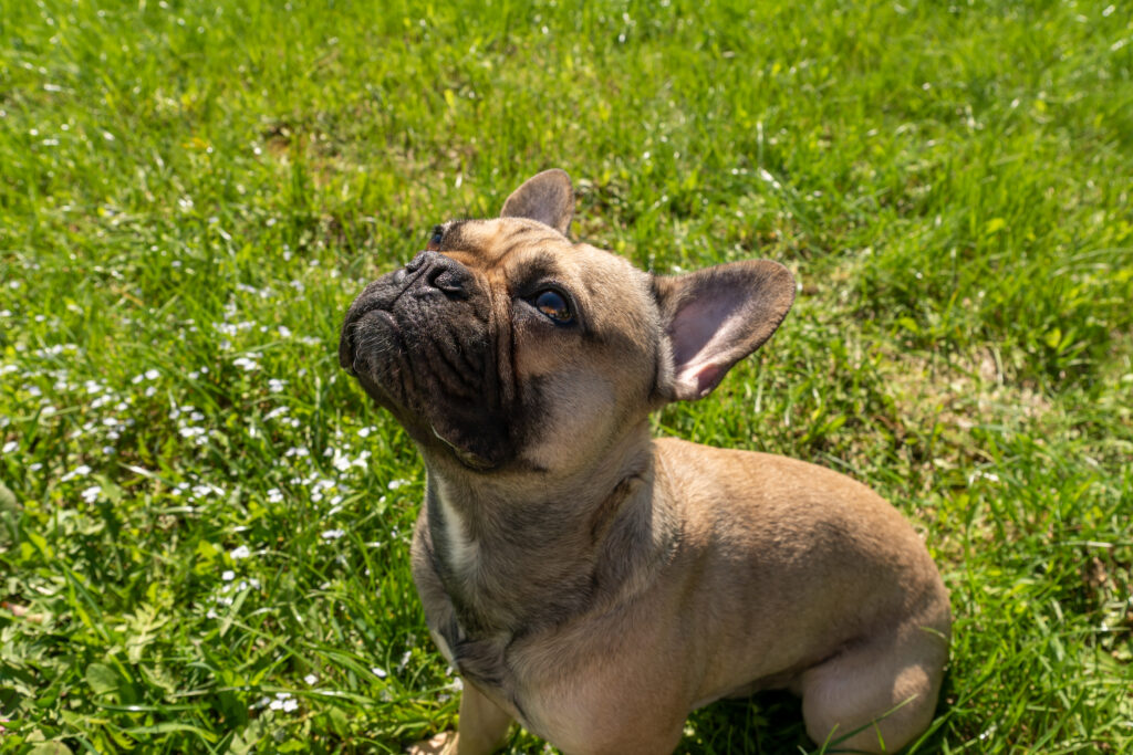 french bulldog sitting outside in sunshine