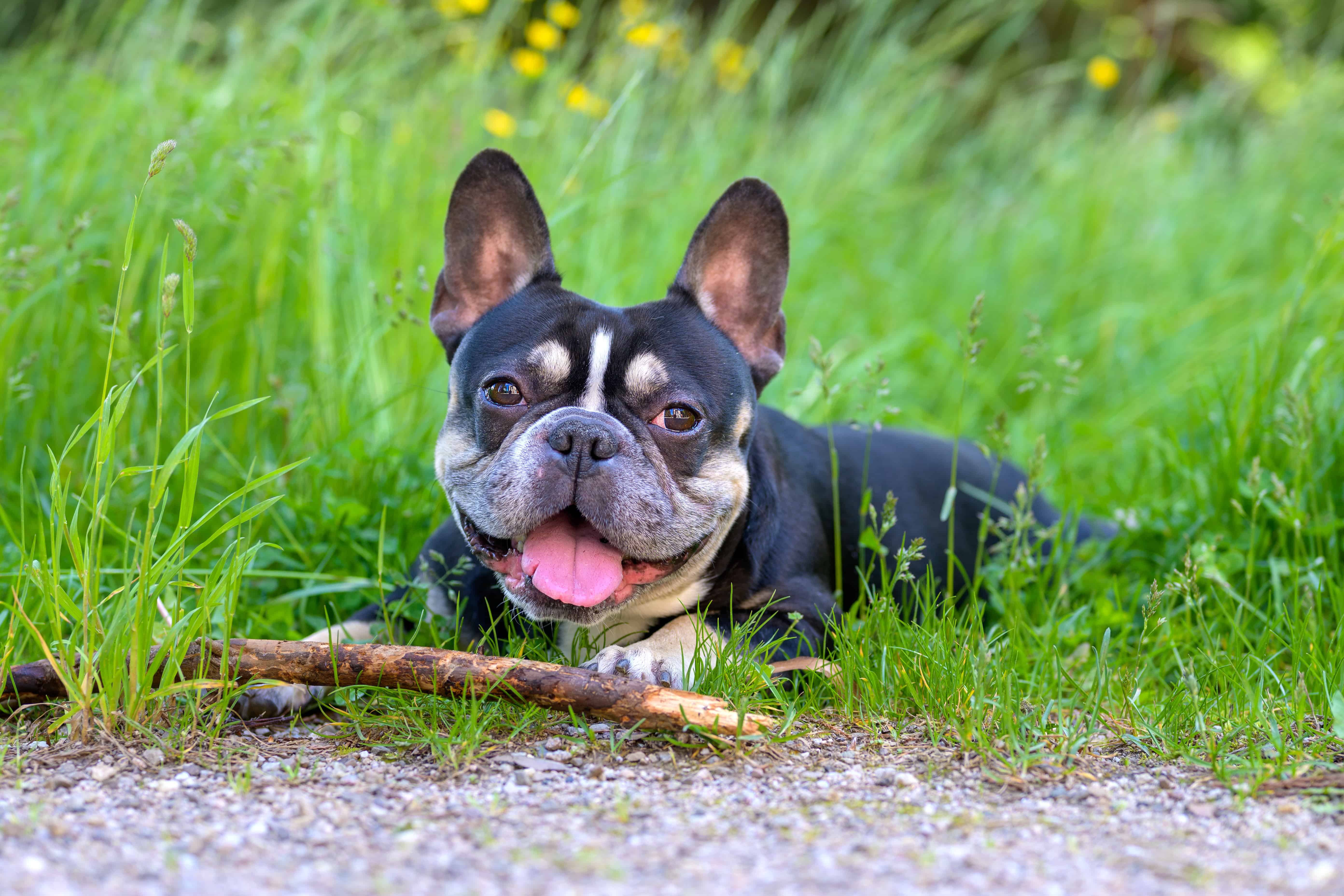 french bulldog eating stick in grass