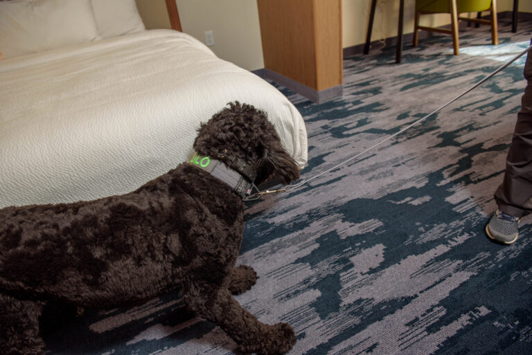 Bed Bug Detection Dogs Highland Canine Training