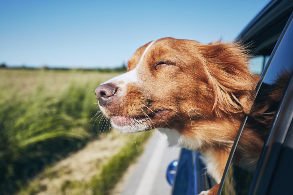 dog in car on vacation