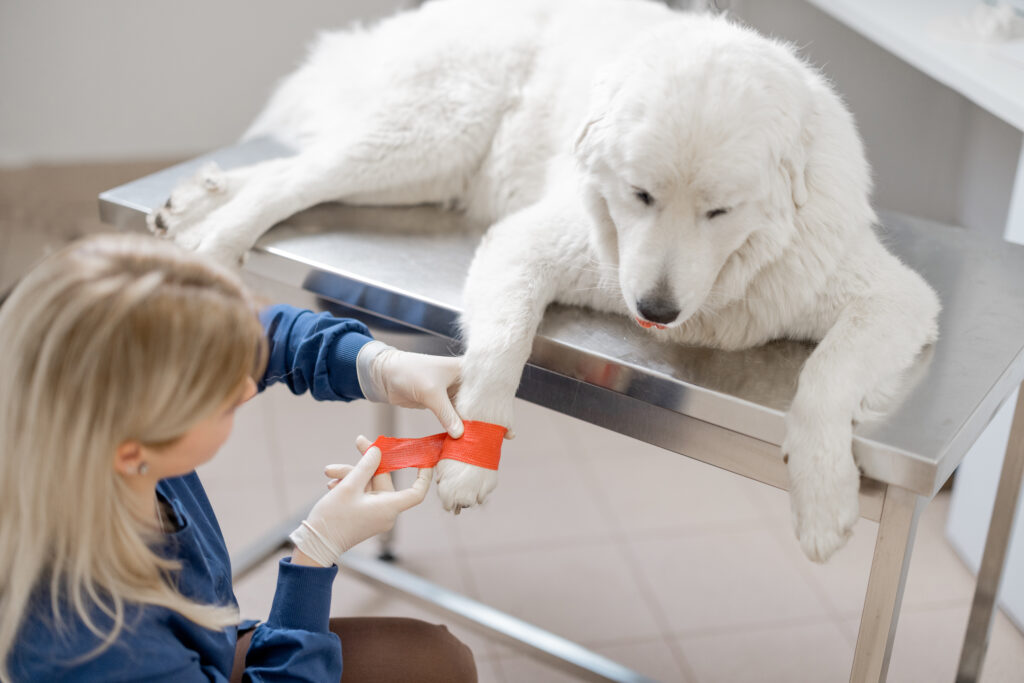 dog receiving veterinary care and bandaging