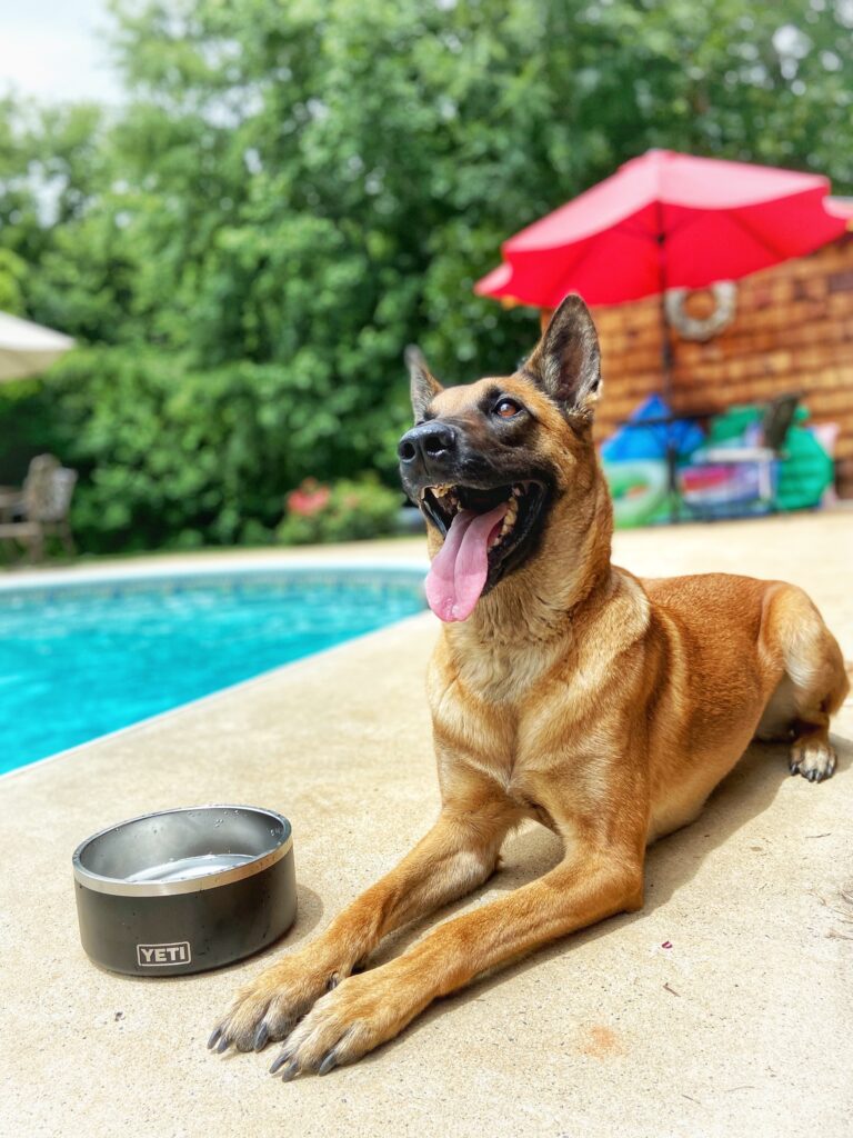 tosca malinois by pool