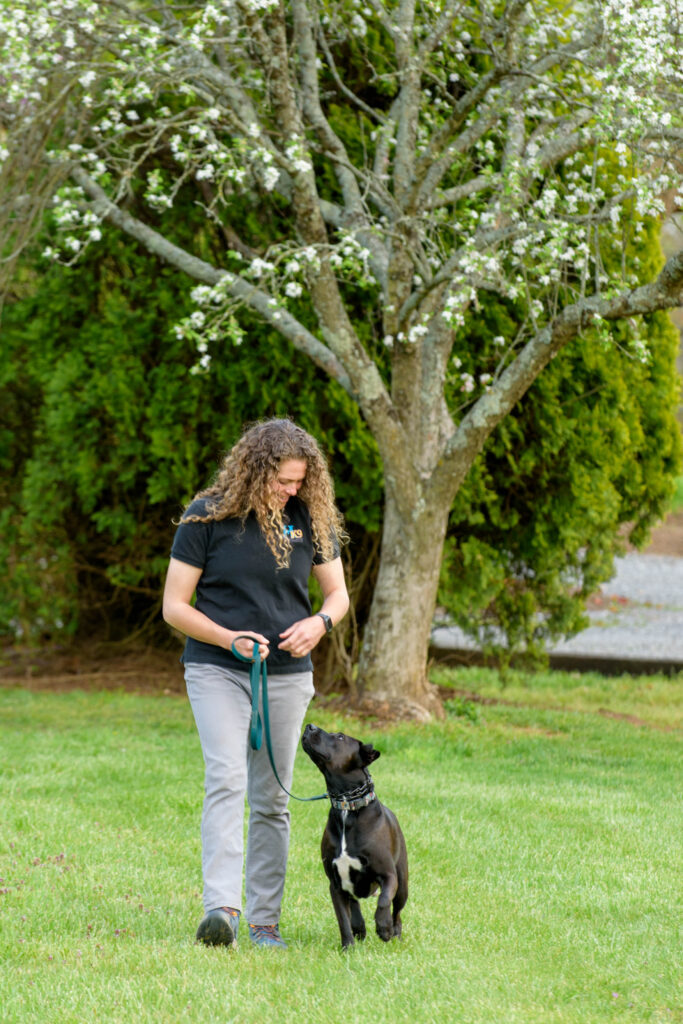 caroline veldman asheville dog trainer walking dog on leash
