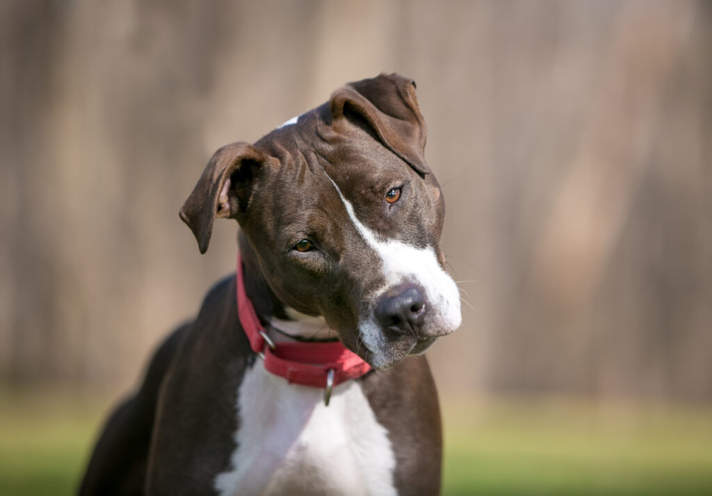 pitbull terrier wearing red martingale collar
