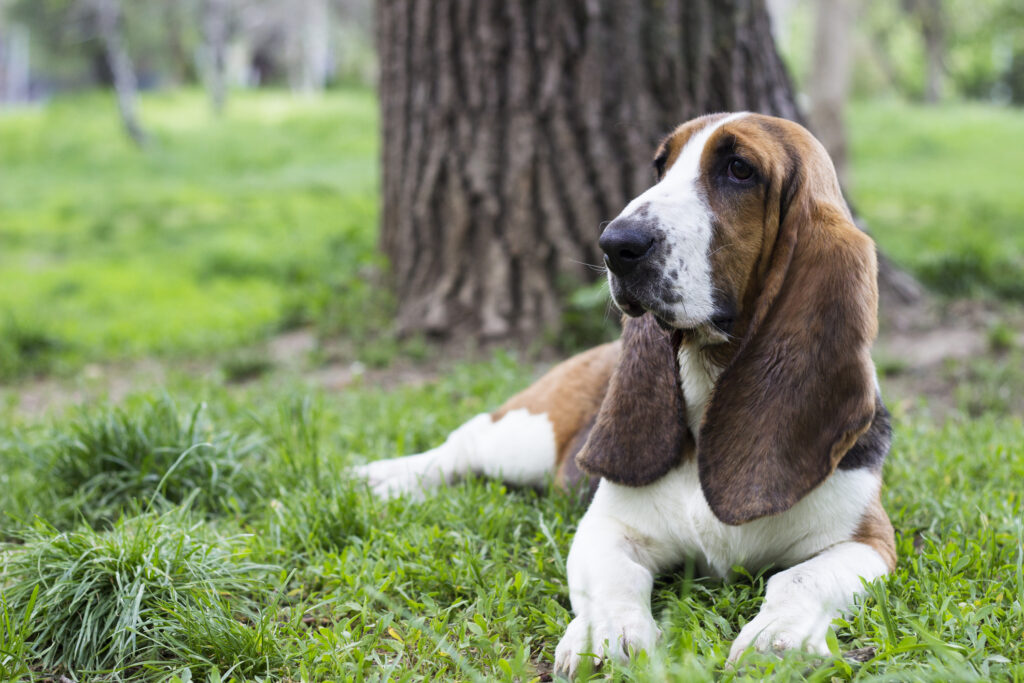 basset hound lying in grass under tree