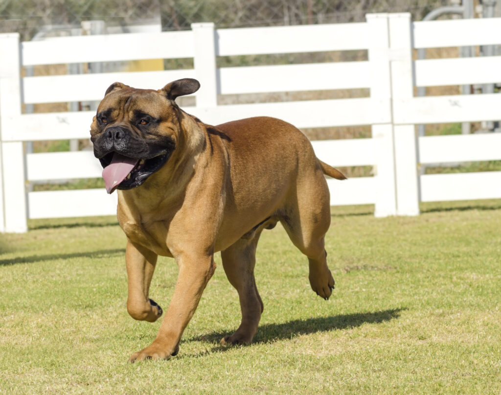 bullmastiff dog running on grass