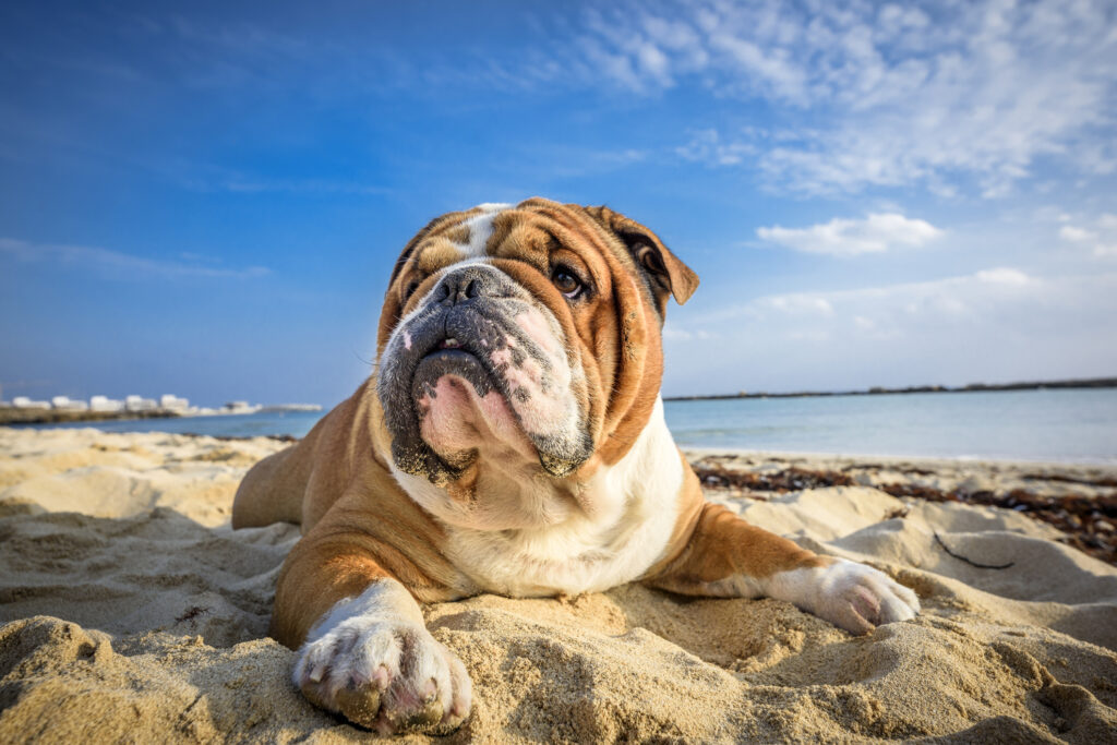 english bulldog at the beach