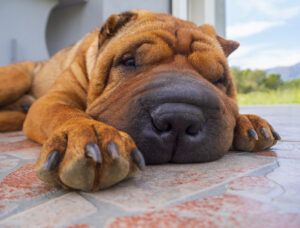 shar pei laying down in house