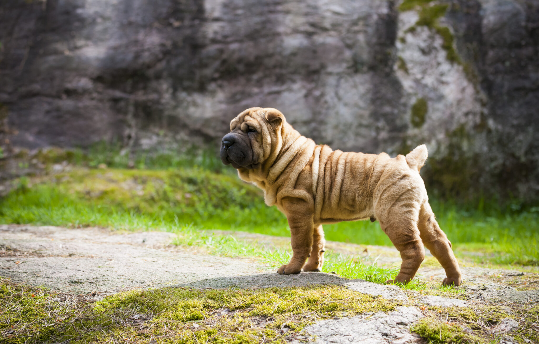 10 Very Wrinkly And Adorable Dog Breeds Highland Canine Training