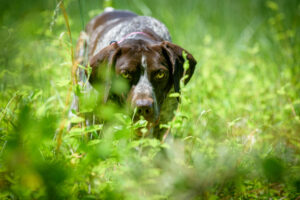 conservation detection dog training in grass