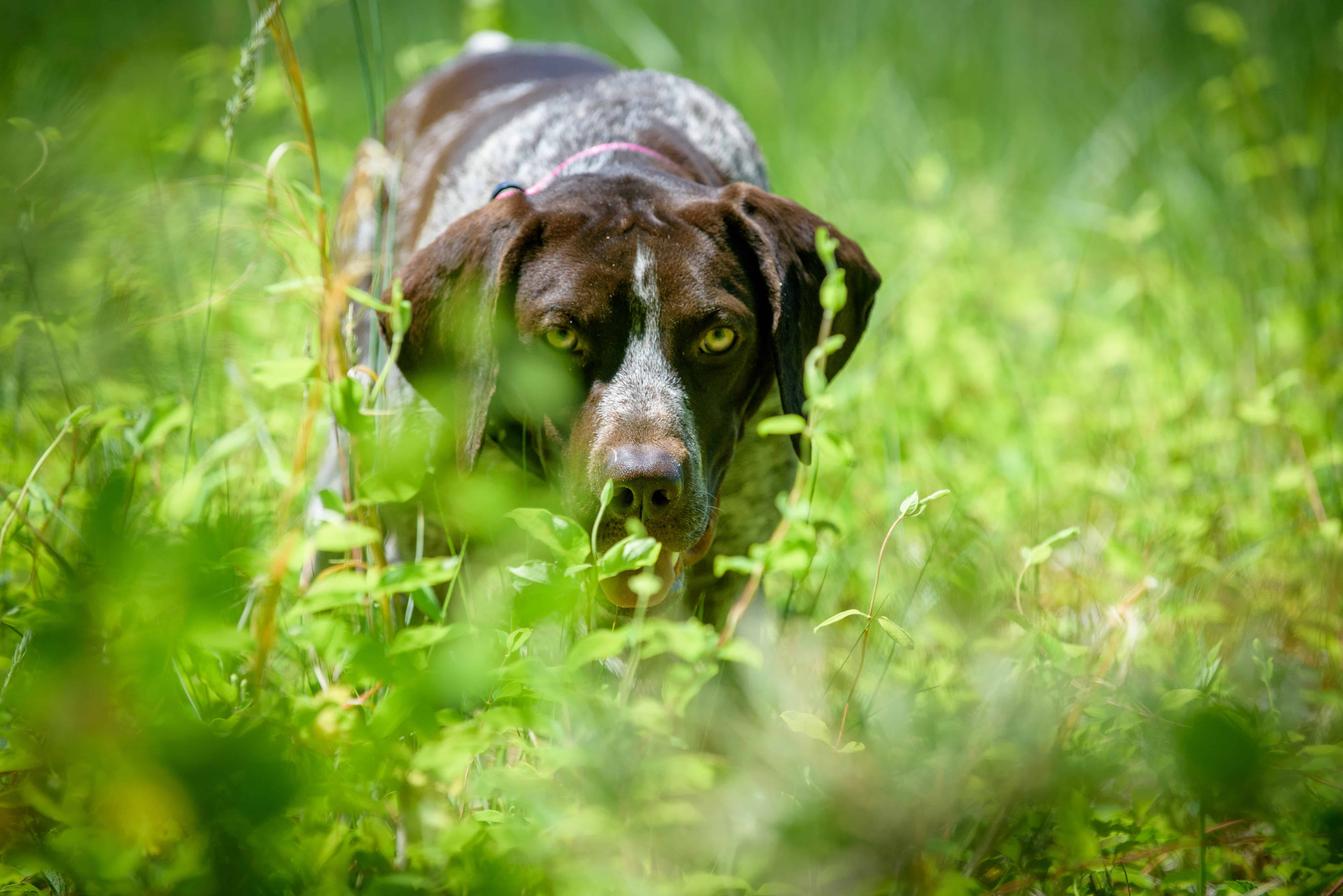 conservation detection dog training in grass