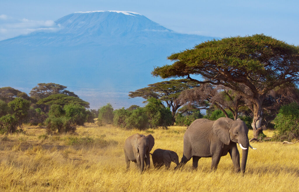 Elephant Family in Front of Kilimanjaro