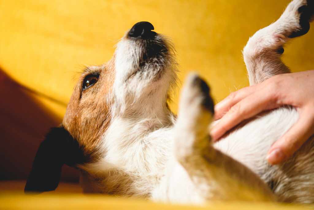 jack russell terrier being petted