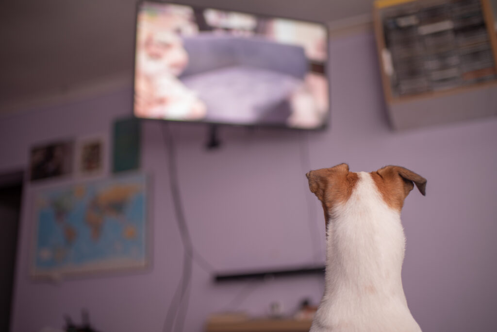 dog watching tv mounted on wall