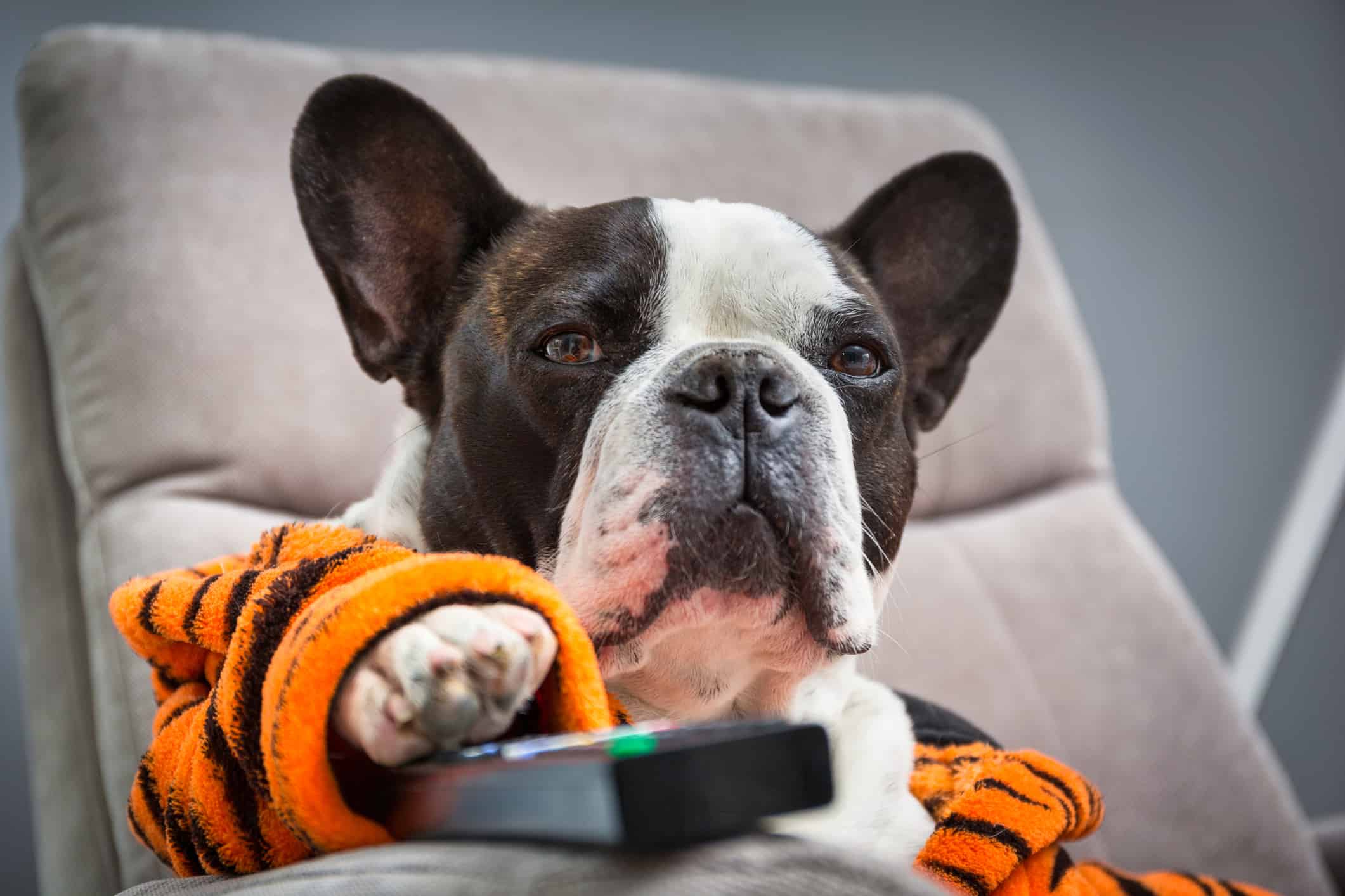 french bulldog with tv remote