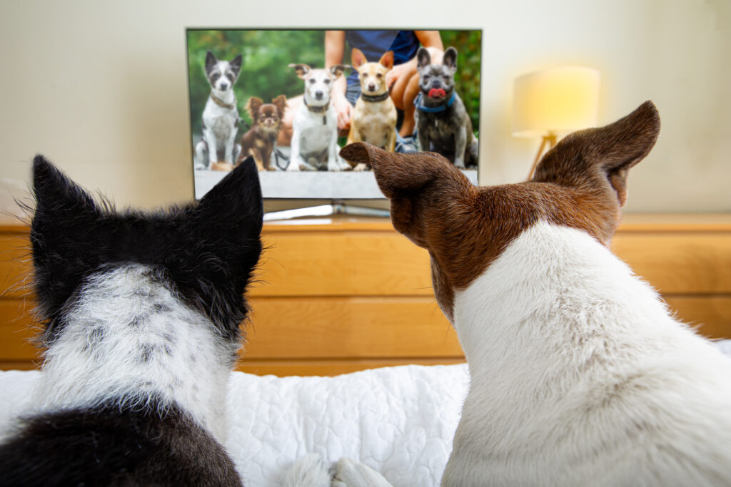 two dogs watching tv