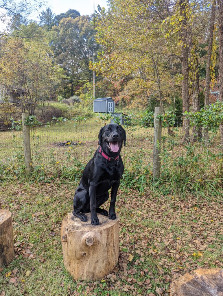 asheville board and train dog sitting on tree stump